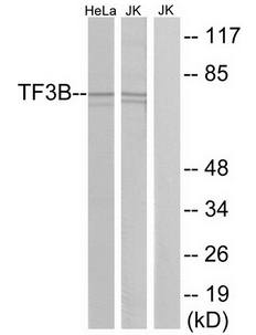 BRF1 Antibody