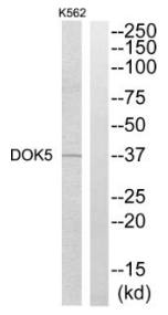 DOK5 Antibody