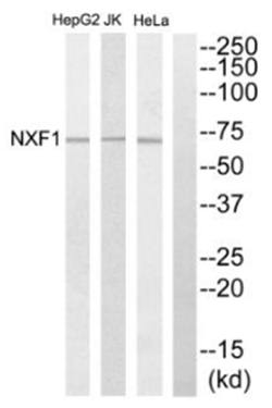 NXF1 Antibody
