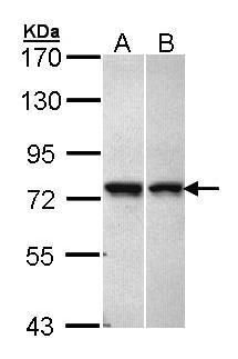 glycine receptor alpha 2 Antibody