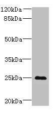 C11orf53 Antibody