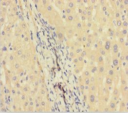 C11orf73 antibody