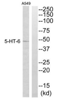 5-HT-6 Antibody
