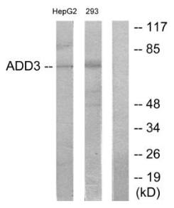 ADD3 Antibody