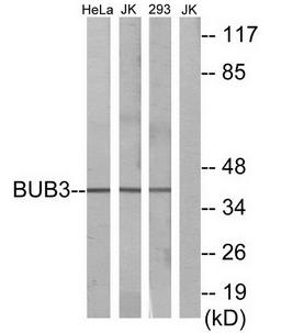 BUB3 Antibody