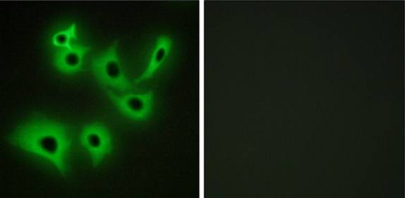 CDH4 Antibody