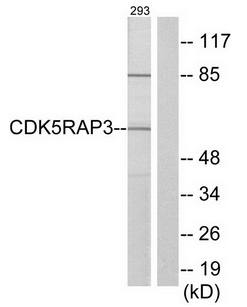 CDK5RAP3 Antibody