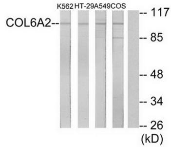 Collagen VI alpha 2 antibody