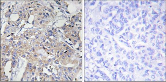 Collagen VI α3 Antibody