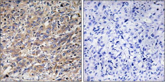 COX17 Antibody
