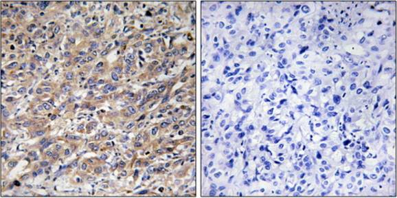 COX17 antibody