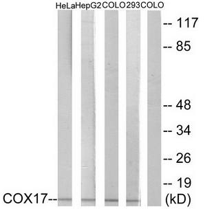 COX17 antibody