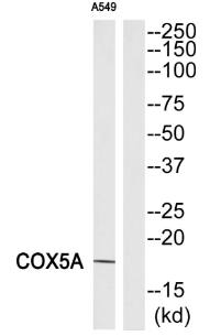 COX5A Antibody