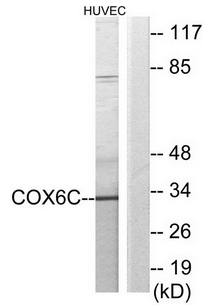 COX6C antibody