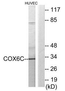 COX6C Antibody