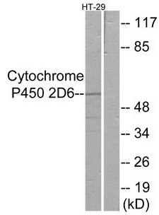 Cytochrome P450 2D6 Antibody