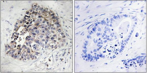 Cytochrome P450 2S1 antibody