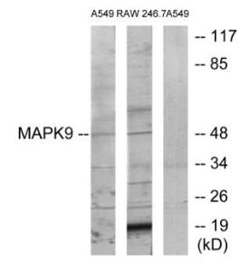 MAPK9 Antibody