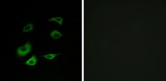 Cyclosome 1 Antibody