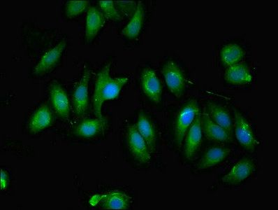 C12orf60 Antibody
