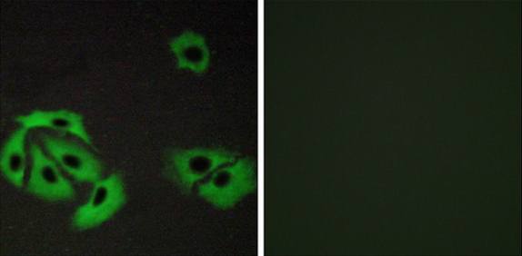 BAX Antibody