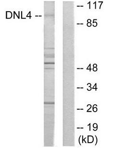 DNL4 Antibody