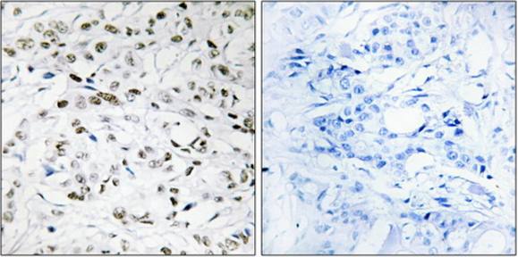 ELOA1 Antibody