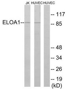 ELOA1 antibody