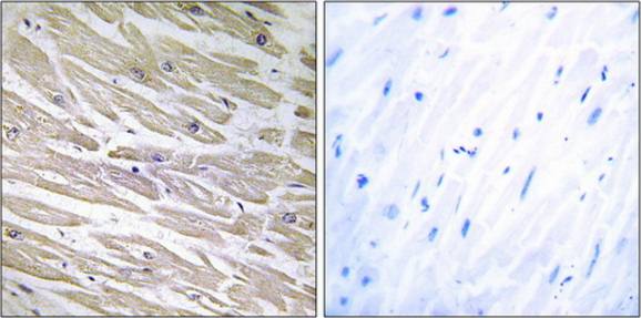LAMA4 Antibody