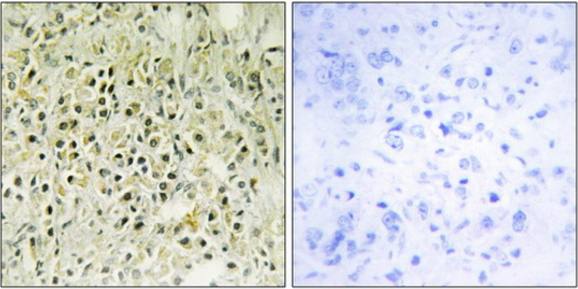 LEG8 Antibody
