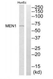 MEN1 Antibody