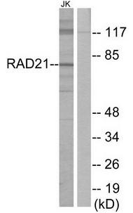 RAD21 Antibody
