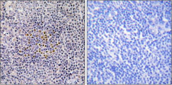 XRCC3 Antibody