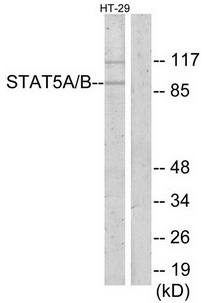 STAT5A/B Antibody