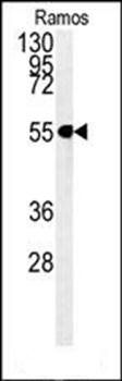C13orf18 antibody