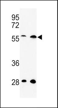 C13orf3 antibody
