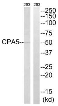 CPA5 Antibody