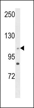 C14orf145 antibody