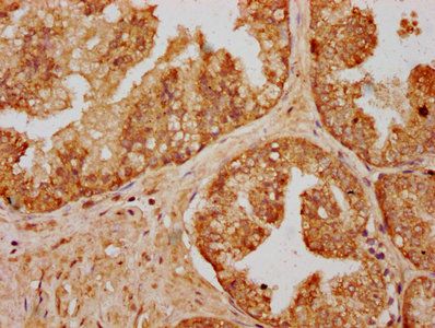 C14orf177 Antibody