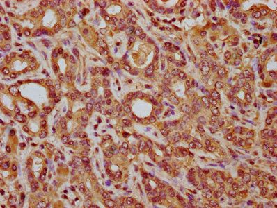 C14orf177 Antibody