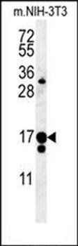 C14orf179 antibody