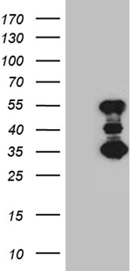 PPP1R36 Antibody
