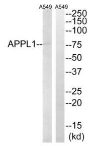 APPL1 Antibody