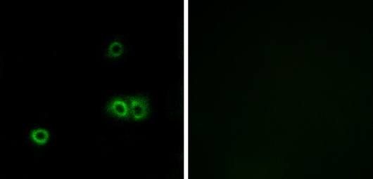 MARCH5 Antibody