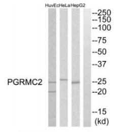 PGRMC2 Antibody