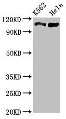 C16orf62 Antibody