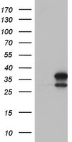 C16orf72 Antibody