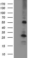 C16orf72 Antibody