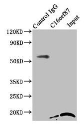 C16orf87 antibody