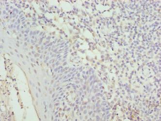 CYBC1 Antibody